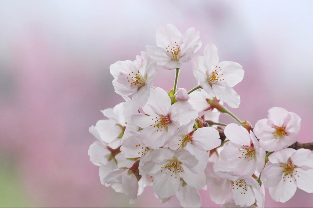 桜の花でも一輪を指すときは「flower」を使う