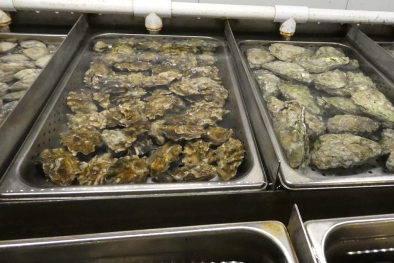 Fanny Bay Oyster Bar（ファニーベイ・オイスター・バー） バンクーバーの新鮮な海の幸が楽しめるレストラン カナダ留学コンパス