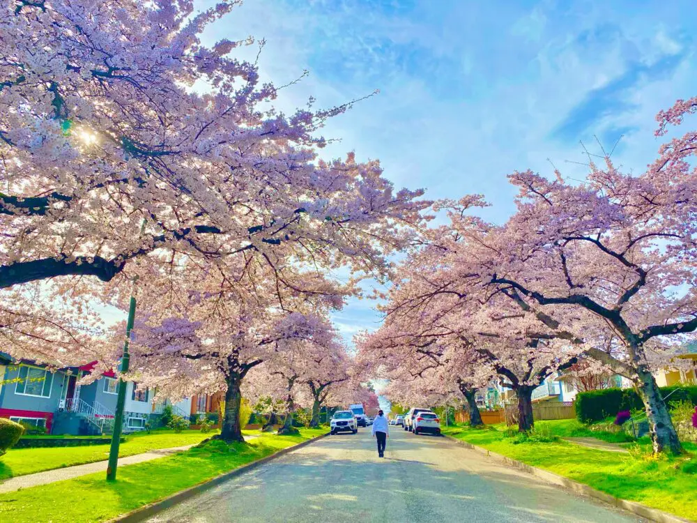 バンクーバーのストリート沿いの桜