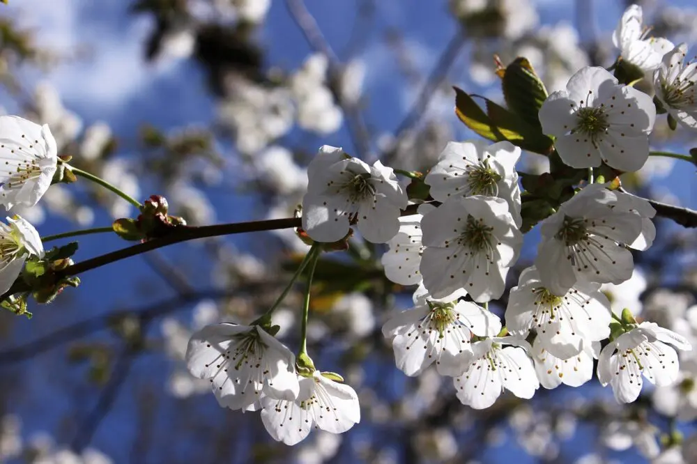 桜の木